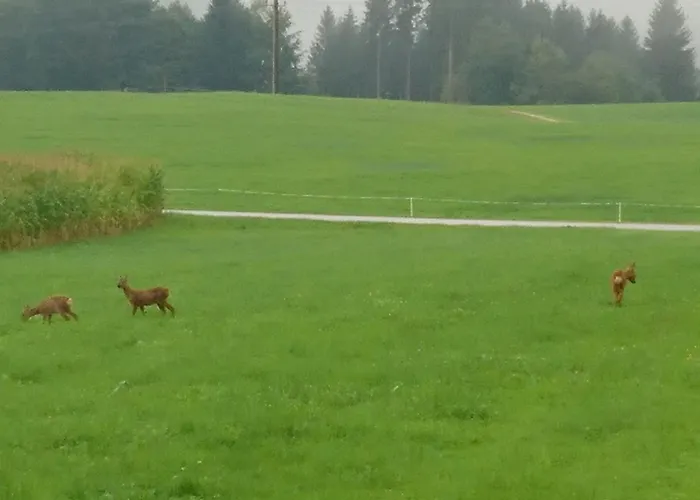 Kaiserhaus 게스트하우스 3*